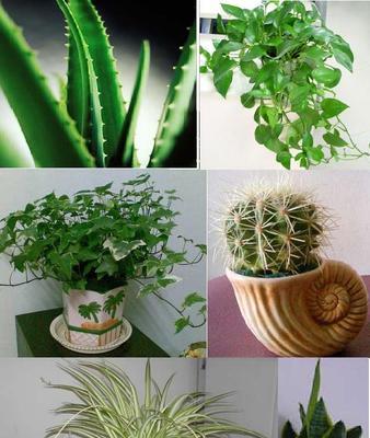 油烟机的油能用来浇花吗？使用后会有哪些影响？