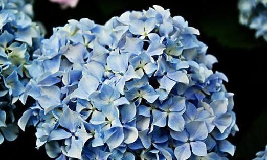 蓝色绣球花（绣球花）