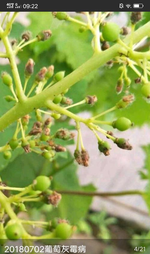 葡萄花叶病症状是什么？如何有效防治？