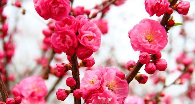 桃花的花语（桃花花语的寓意与传说）