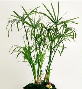 伞竹繁殖方法有哪些？繁殖过程中应注意什么问题？