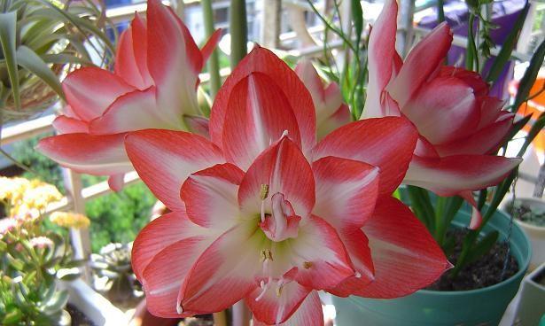朱顶红花的花语和寓意（探索朱顶红花的含义和象征）