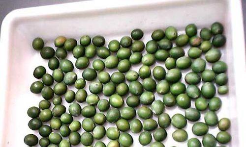 罗汉松种子播种的最佳时间是什么时候？播种后如何照料？