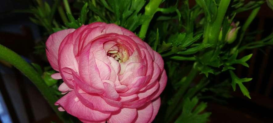 洋牡丹花语的秘密之旅（揭开洋牡丹花语的神秘面纱）