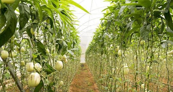 湖南能种植哈密瓜吗？种植哈密瓜的条件是什么？