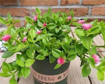 家里吊兰开花的寓意及好处（家居花卉吊兰的魅力与功效）