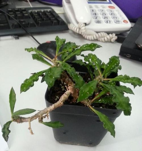 玉麒麟浇水方法是什么？多久浇一次水合适？