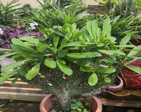 玉麒麟浇水方法是什么？多久浇一次水合适？