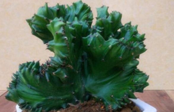 玉麒麟浇水方法是什么？多久浇一次水合适？