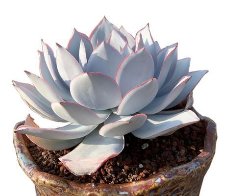 广寒宫多肉叶插的成功率高吗？叶插后如何护理？