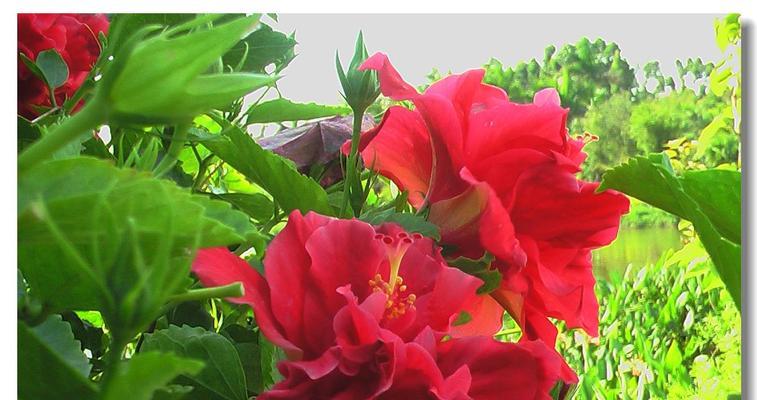扶桑牡丹花语之美（扶桑牡丹）