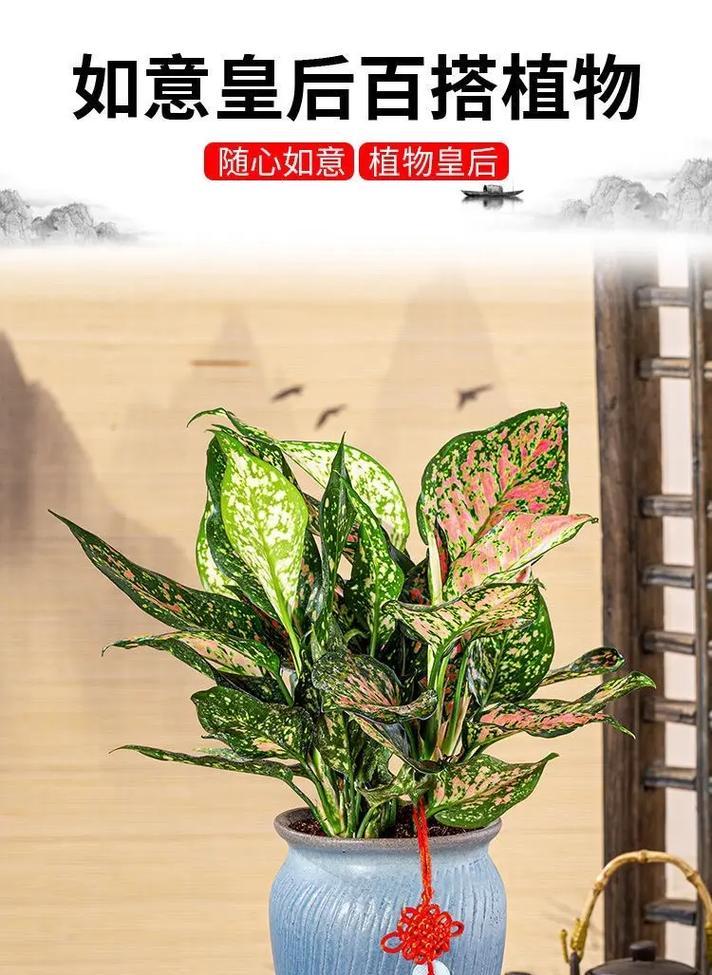 植物象征长寿的奇妙之旅（探索长寿的秘密）