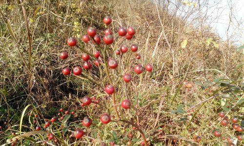 棘树又叫什么树？它有哪些别名和特性？