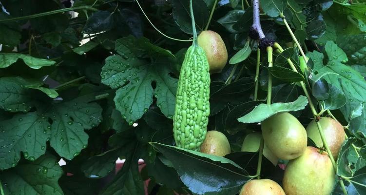 葫芦可以生吃吗？食用前需要了解的注意事项有哪些？