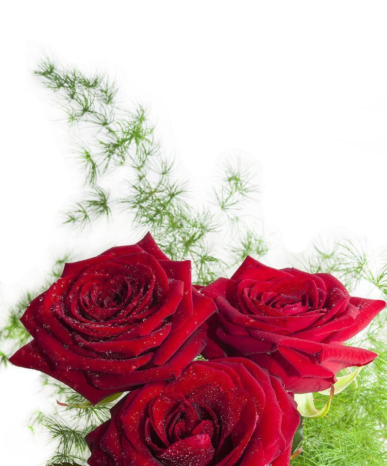 三朵玫瑰的意义与象征（探寻玫瑰花的深层含义）