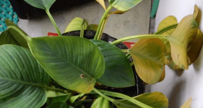 红鹤花叶子发黄怎么办？如何正确处理和预防？