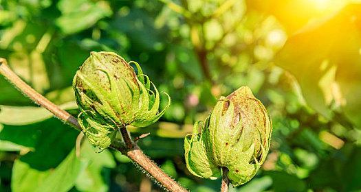 棉花的生长环境是什么？哪些地方条件适合棉花生长？