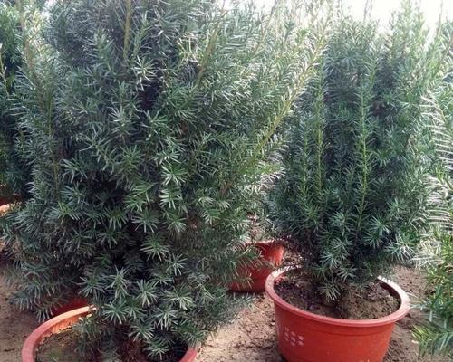 红豆杉种植条件是什么？适合生长环境的温度范围是多少？