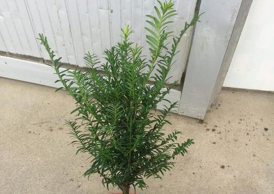 红豆杉种植条件是什么？适合生长环境的温度范围是多少？