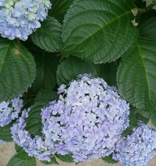 绣球花的花语及寓意（探索绣球花的神秘世界）