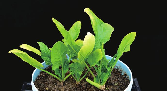 菠菜冬天会冻死吗？如何在寒冷季节保护菠菜？