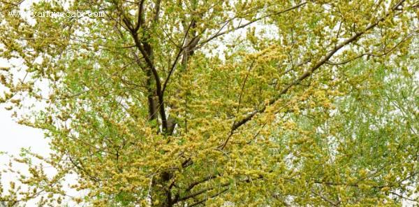 榆树什么时候开花结果？开花结果的季节是什么时候？