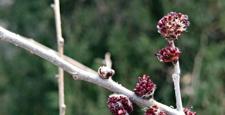 榆树什么时候开花结果？开花结果的季节是什么时候？
