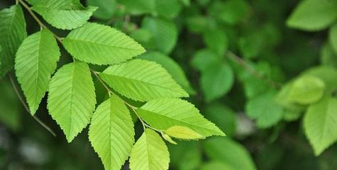 榆树什么时候开花结果？开花结果的季节是什么时候？