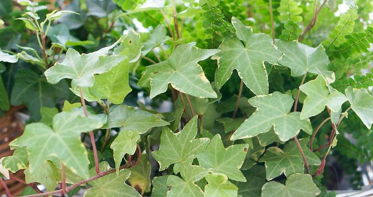 常春藤冬天会冻死吗？如何在寒冷季节保护常春藤？