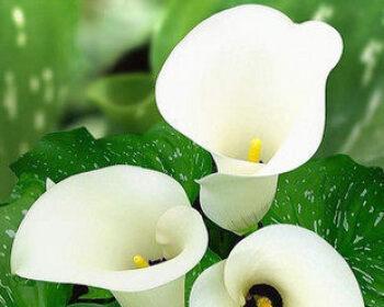 以马蹄莲花语之美——纯洁与希望（花开如诗）