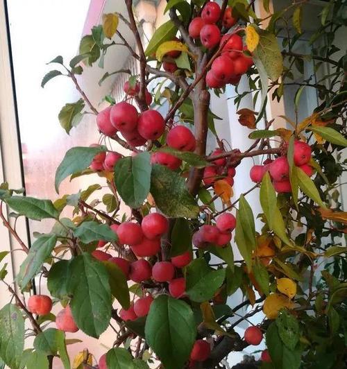 冬红果耐寒多少度？如何确保其在冬季安全过冬？