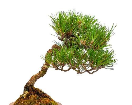 五针松淋雨后需要注意什么？如何正确养护？