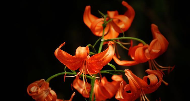 野百合的花语与寓意（野百合的美丽与纯洁）