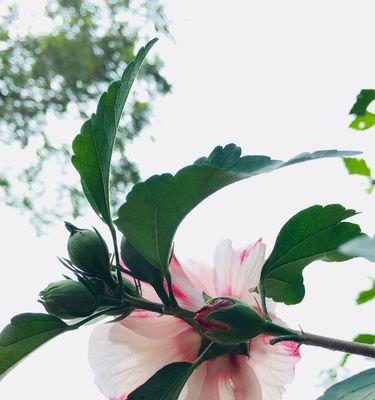 木槿花的花语与象征意义（木槿花代表了什么）