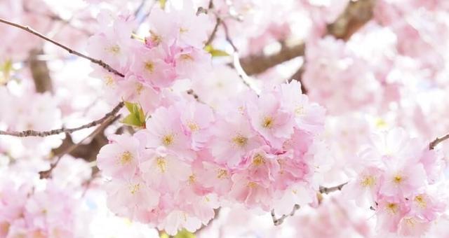 樱花的花语与象征意义（揭秘樱花的浪漫与美丽）