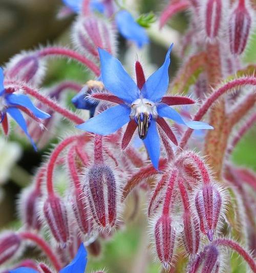 以琉璃苣的花语与寓意（解读以琉璃苣的情感和象征）