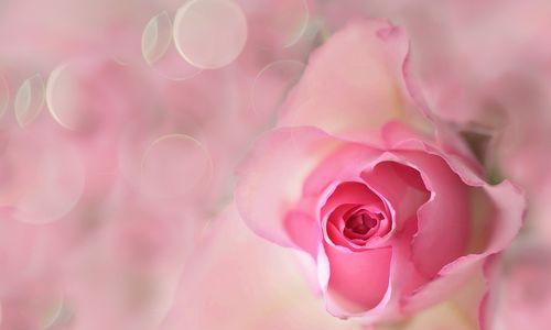 粉色玫瑰（探索粉色玫瑰的意义与传说）