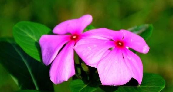 长春花的花语与寓意（探寻长春花的神秘内涵）