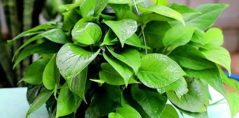 黑骨茶下山桩养护方法是什么？如何确保其健康成长？