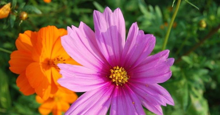 野菊花的花语与意义（探究野菊花的传统象征与文化价值）