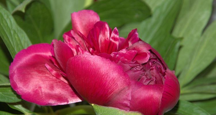 牡丹花开的寓意（绽放生命之美）