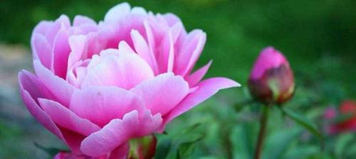花卉的意义与象征——探索花朵背后的寓意（美丽的花语）