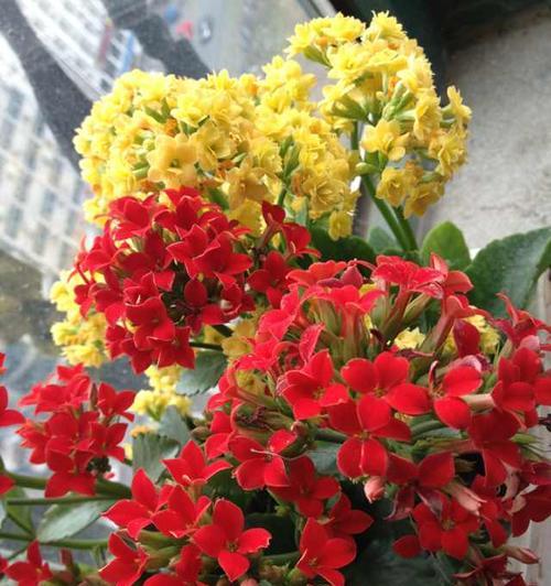 红色长寿花花语探秘（寓意吉祥美好的红色长寿花及其传承文化）