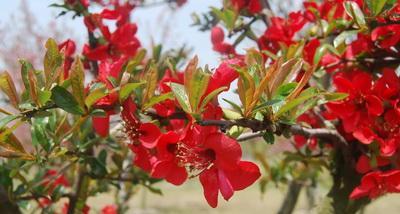 海棠是树还是花？如何区分海棠的种类和特点？