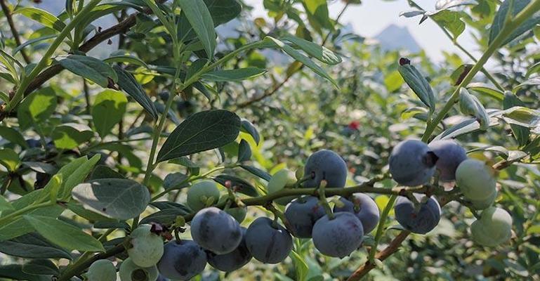 大连蓝莓什么时候成熟？最佳采摘时间是什么时候？