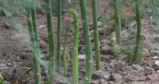 芦笋最佳种植时间是什么时候？如何确保种植成功？
