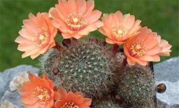 仙人掌的花语与寓意（揭示仙人掌花语的隐秘）