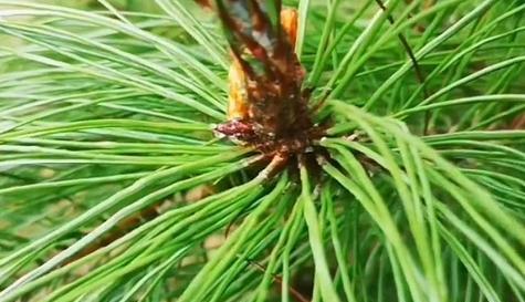 松树打什么药好？防治松树病虫害的有效方法是什么？