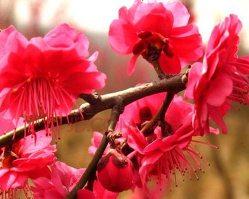 庭院梅花（寒冬中的勇气与希望）