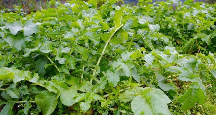 萝卜种植的最佳时间是什么时候？有哪些高效种植方法？